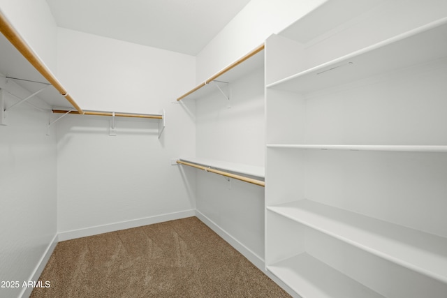 walk in closet featuring carpet