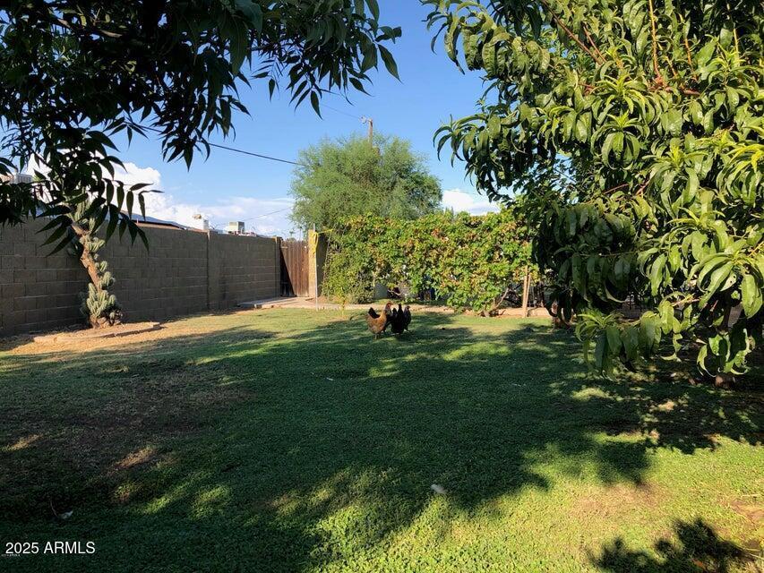 3116 W Dailey St, Phoenix, AZ 85053 - view of yard