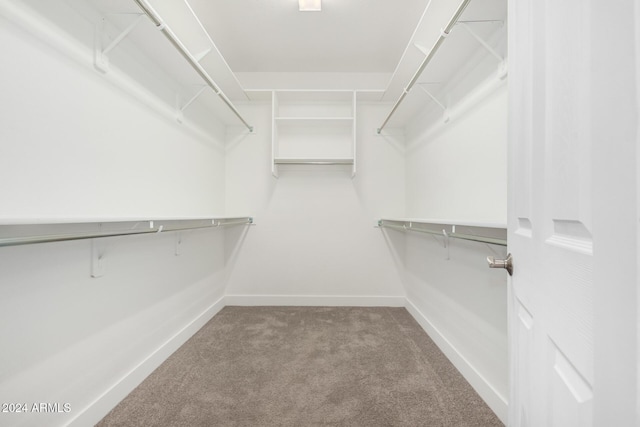 walk in closet featuring carpet floors