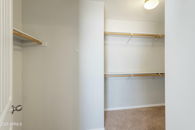 spacious closet featuring carpet flooring