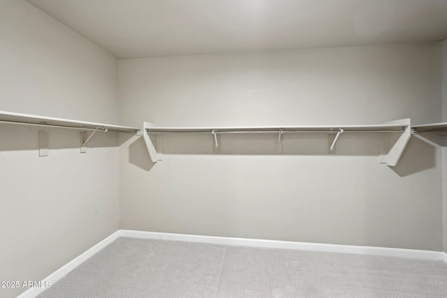 walk in closet featuring carpet floors