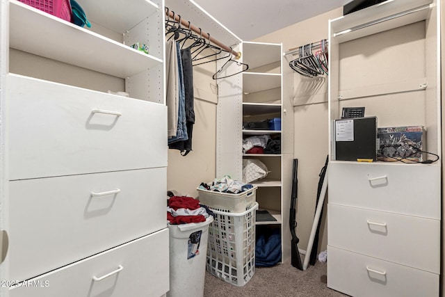 spacious closet featuring carpet flooring