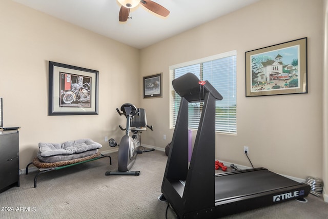 workout area with a healthy amount of sunlight, ceiling fan, and carpet flooring