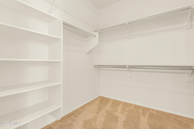 walk in closet featuring carpet floors