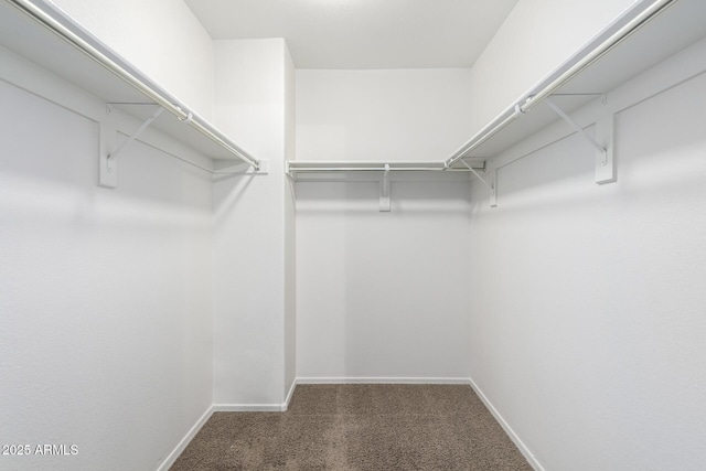 spacious closet featuring carpet