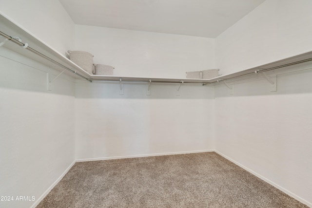 spacious closet featuring carpet flooring