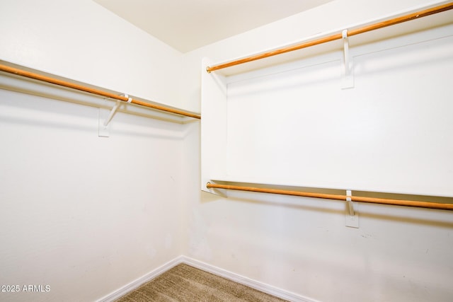 spacious closet featuring carpet flooring