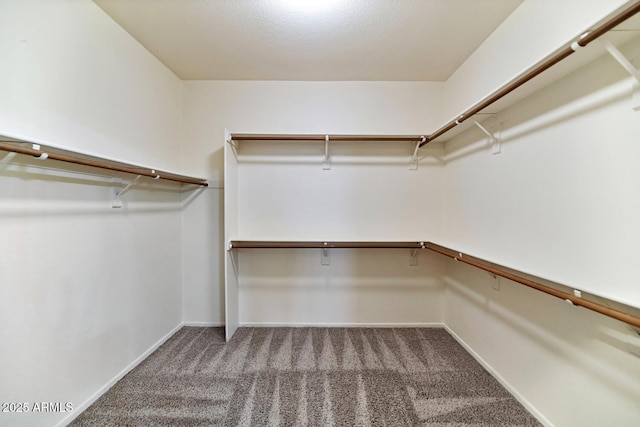 walk in closet featuring carpet flooring