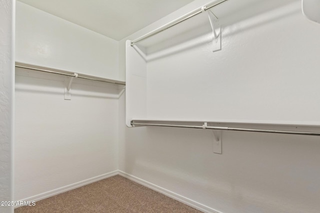 walk in closet with carpet floors