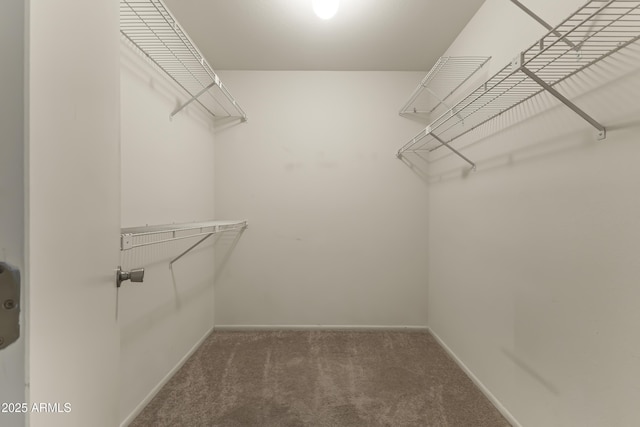 spacious closet with carpet flooring