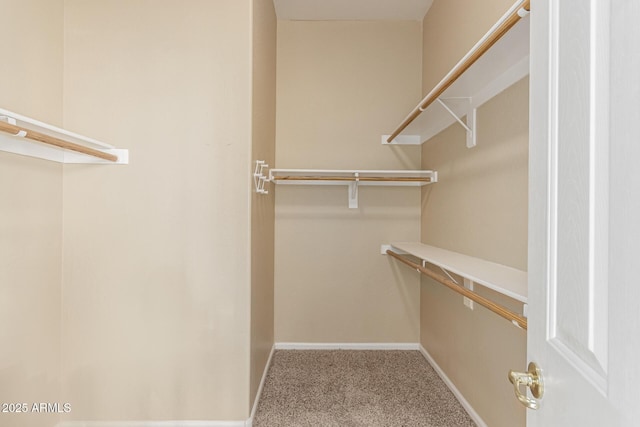 walk in closet featuring carpet flooring