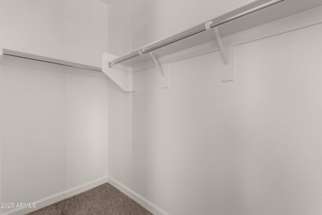 spacious closet featuring carpet