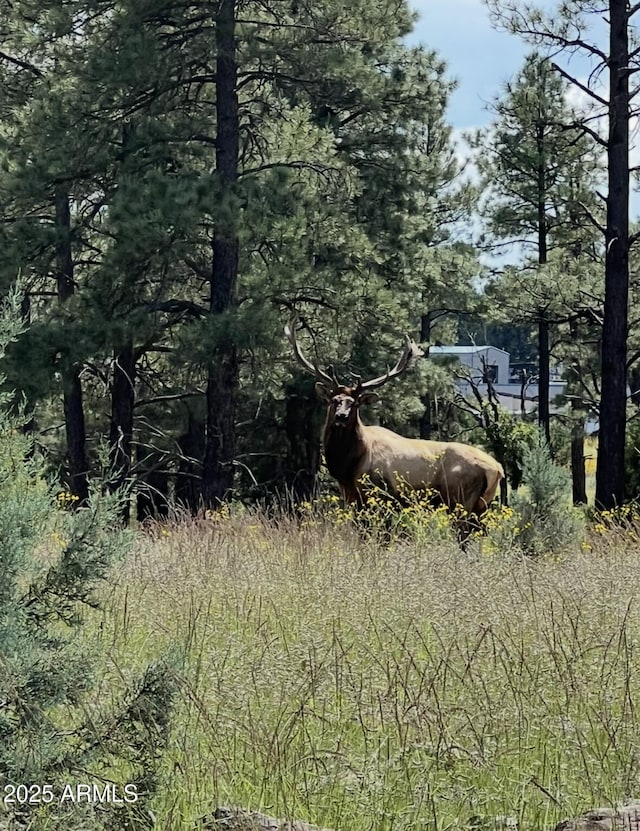 view of local wilderness