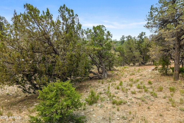 view of local wilderness