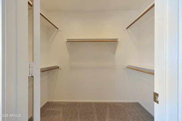 spacious closet featuring carpet flooring