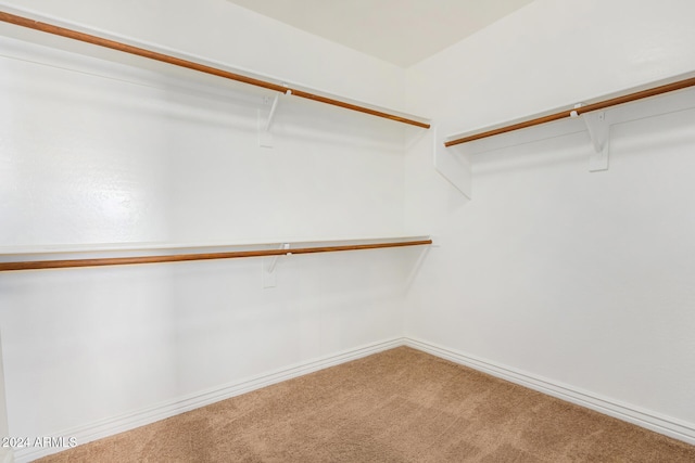 walk in closet with carpet flooring