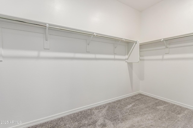 walk in closet with carpet flooring