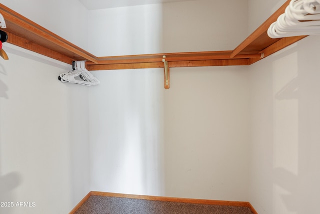 spacious closet featuring carpet flooring