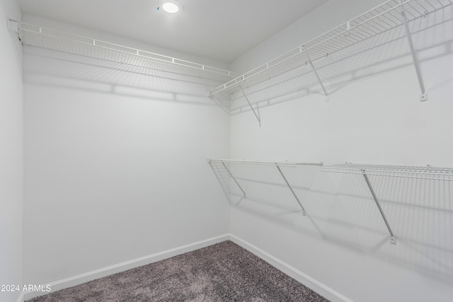 walk in closet with carpet flooring