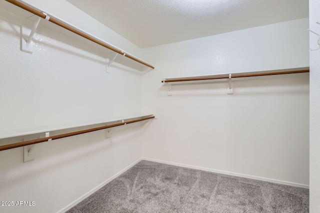 spacious closet featuring carpet floors