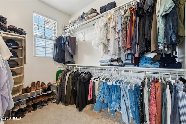 3919 W Abalone Ln, San Tan Valley, AZ 85144 - walk in closet featuring carpet flooring