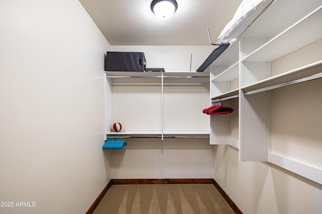 walk in closet with carpet flooring