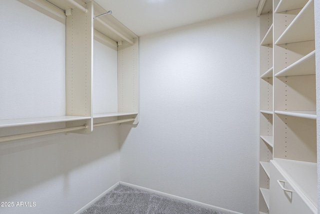 spacious closet featuring carpet flooring