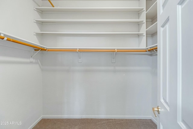 walk in closet featuring carpet floors