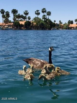 1241 W Lobster Trap Dr, Gilbert, AZ 85233 - water view