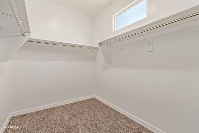 spacious closet featuring carpet