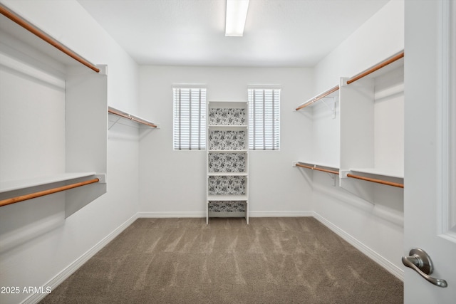 22341 N 100th Ln, Peoria, AZ 85383 - walk in closet featuring carpet floors