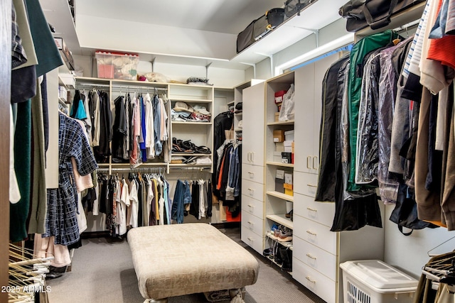 spacious closet featuring carpet