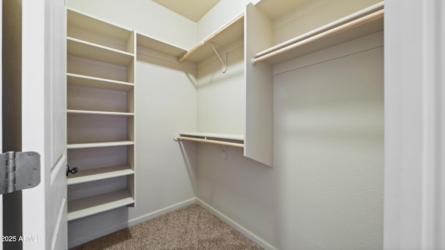 walk in closet featuring carpet floors