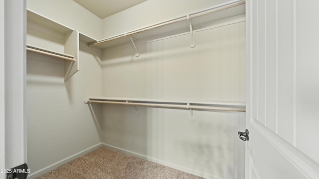 spacious closet featuring carpet