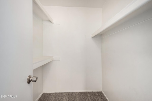 walk in closet with carpet floors