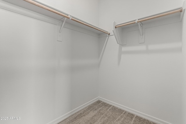 spacious closet featuring carpet