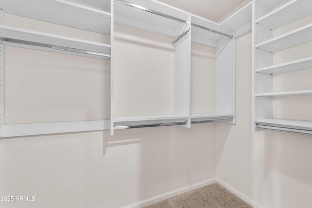 spacious closet featuring carpet floors