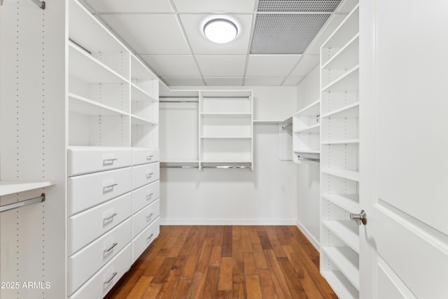 spacious closet with a paneled ceiling and dark hardwood / wood-style floors