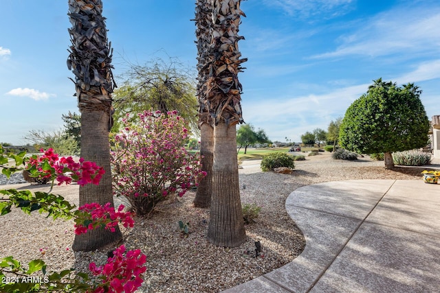 view of yard with a patio