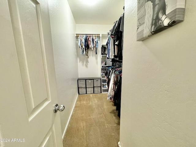 spacious closet featuring carpet