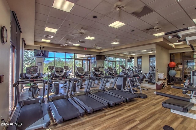 gym with hardwood / wood-style floors, a drop ceiling, and ceiling fan