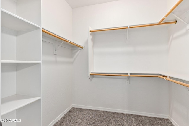 walk in closet featuring carpet floors