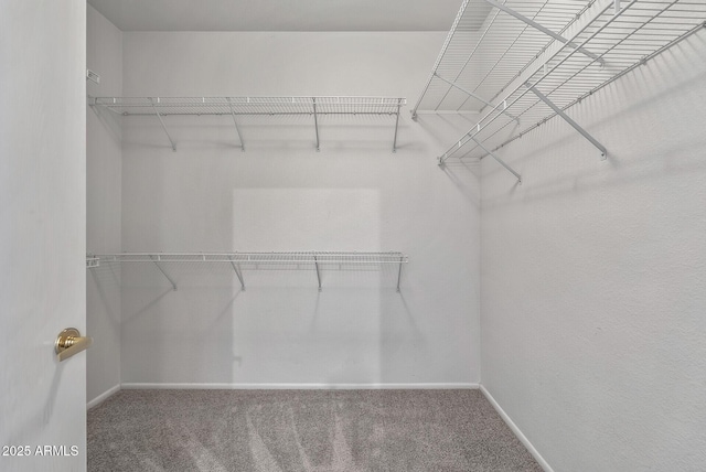 spacious closet featuring carpet floors