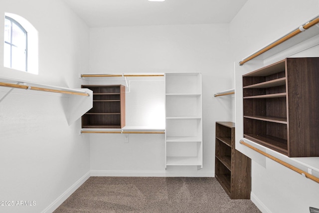 walk in closet with carpet flooring