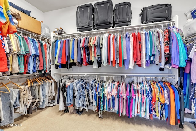 spacious closet featuring carpet flooring