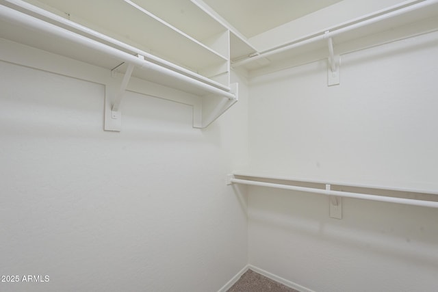 walk in closet featuring carpet floors