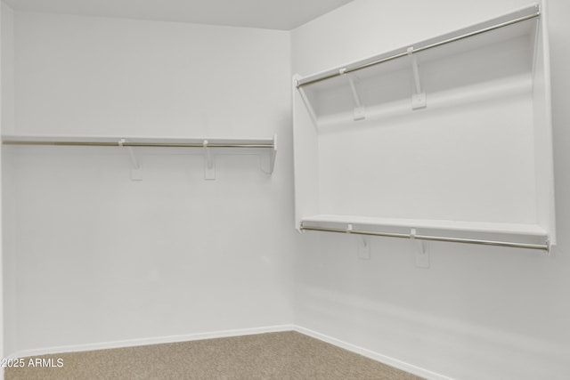 spacious closet featuring carpet floors