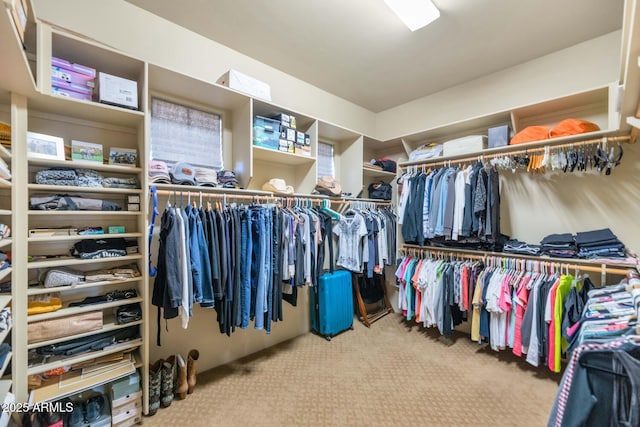 walk in closet with carpet flooring