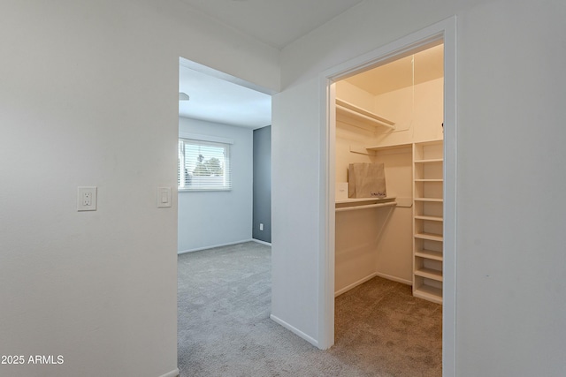 walk in closet with carpet flooring