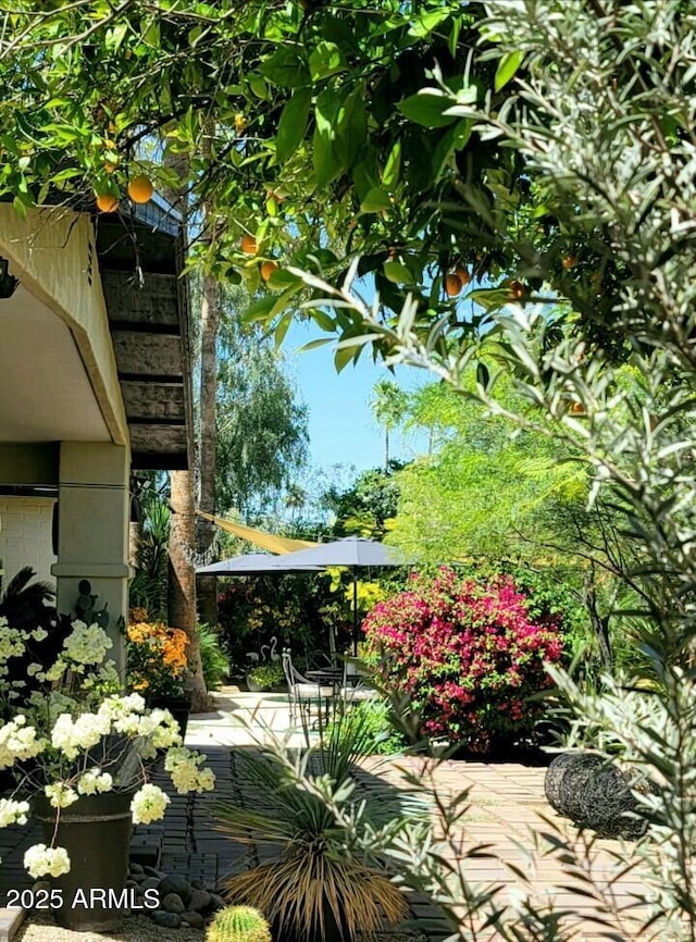 view of yard with a patio area